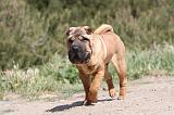 SHAR-PEI 279